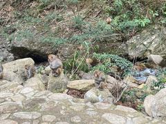 -姑婆山旅游区
