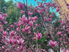 -重庆市江北嘴中央商务区中央公园