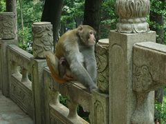 -黔灵山公园