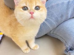 -lincat·猫舍(广州店)