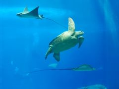 -珠海长隆海洋王国