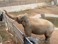 -西霞口神雕山野生动物世界