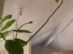 -川岛屋·KAWASIMAYA·咖啡简餐