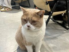 -伟伟宠物医院·CT影像中心·瑞派犬猫综合性门诊(汉口总院)