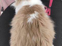 -唐小姐の私宠·宠物洗护美容·撸猫馆·购宠(周浦万达旗舰店)