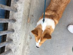 -小洲村