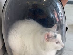 -艾吉宠物医院·疑难杂症转诊中心·猫友好(碧江路院)