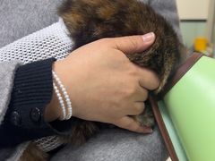 -嘉馨宠物医院·CT影像转诊·心脏科·犬猫全科诊疗中心(下沙大学城院区)
