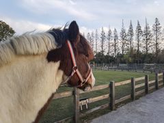 -前小桔亲子创意农场·草莓采摘·露营烧烤