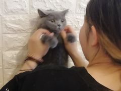 土豆犯了错-平行世界·猫咖(首经贸店)