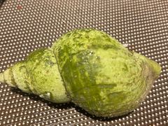 -安蒂娅·海鲜自助餐厅(安蒂娅美兰酒店)
