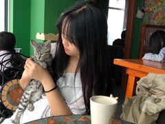 -喵店&猫咖