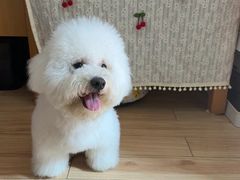 -猫狗日记·自助洗护·宠物寄养·售卖