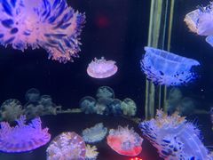 -太平洋海底世界