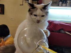 -猫色咖啡·猫咖