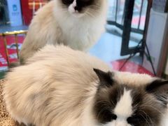-喵喵咪呀布偶猫咖(春熙路店)