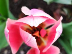 -上海鲜花港