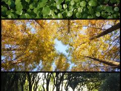 -上海共青森林公园