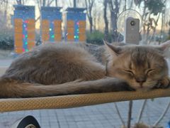 -琪喵猫屋·撸猫猫咖·猫舍
