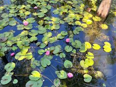 -池杉湖湿地公园