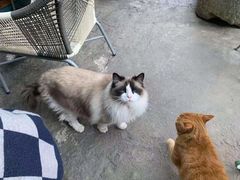 -喵屿·大理花园猫咖