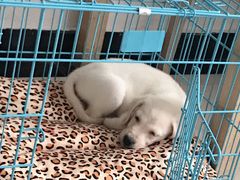 -翊宠yipet猫狗购宠庄园犬舍•猫舍