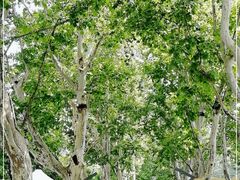 -檬舒舒MonChouChou(久光百货店)