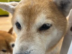 -是阿柴呀！柴犬咖啡·爱喵喵猫咖