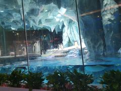 -帝企鹅自助餐厅•儿童岛•真企鹅(长隆企鹅酒店)