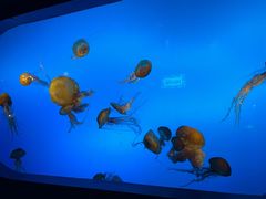 -太平洋海底世界