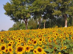 -长白岛森林公园