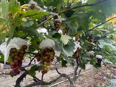 -马陆小张葡萄园农家乐