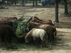 -上海野生动物园