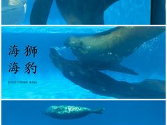 -海合安天津极地海洋公园