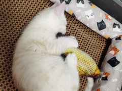 -联合动物医院(光谷诊疗中心)