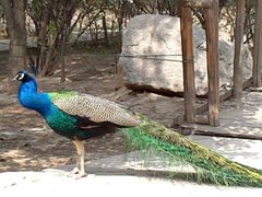 -西安秦岭野生动物园