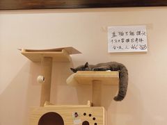 -逗柴咖啡屋·狗咖猫咖宠物桌游