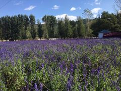 -紫海香堤香草艺术庄园
