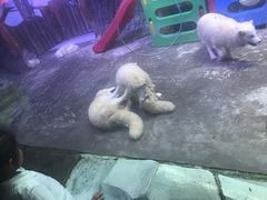 -芜湖新华联大白鲸海洋公园