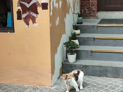 -猫岛主趣味餐厅(鼓浪屿店)
