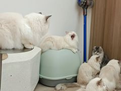-瞄一喵猫咖(格力海岸店)
