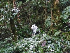 -西岭雪山大飞水景区