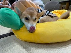 -逗柴咖啡屋·狗咖猫咖宠物桌游