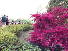 -荷塘月色湿地公园·向阳花洲