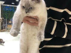 -藏猫猫咖啡主题馆(中央大道店)