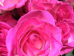 花花-植物学家的女儿(北马道巷店)