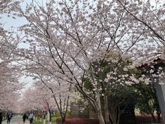 -高东镇樱花园