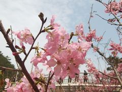 -狐尾山公园