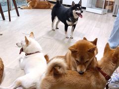 -柴犬高等学院·狗咖·柴犬售卖·宠物训练