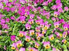 -玄武湖景区-情侣园游乐场